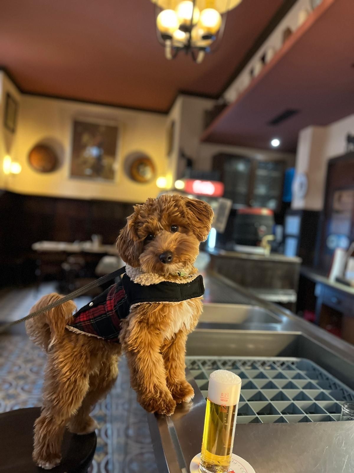 Teddy