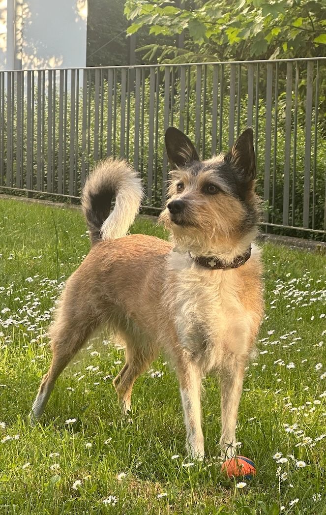 Stella 