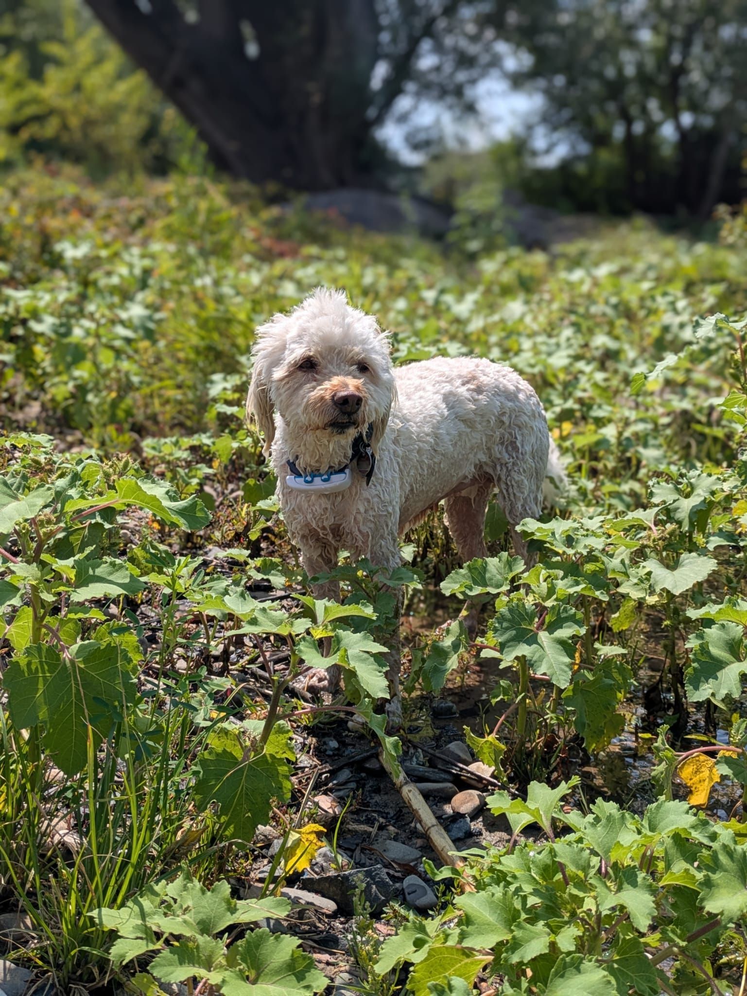 Marley