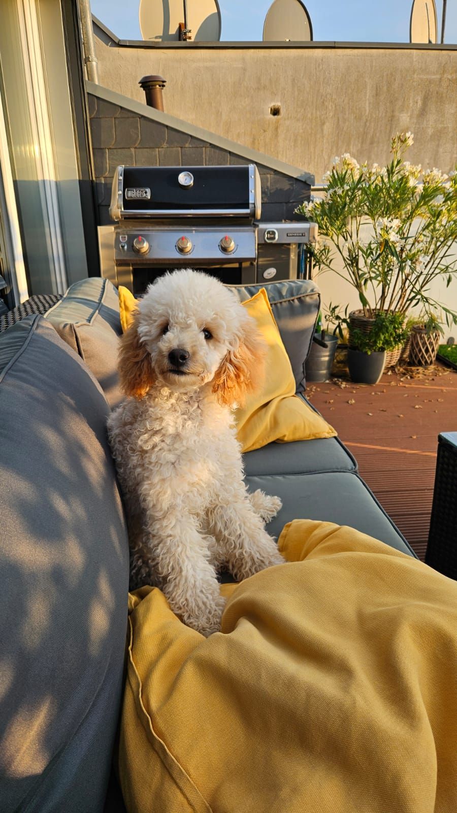 Mochi