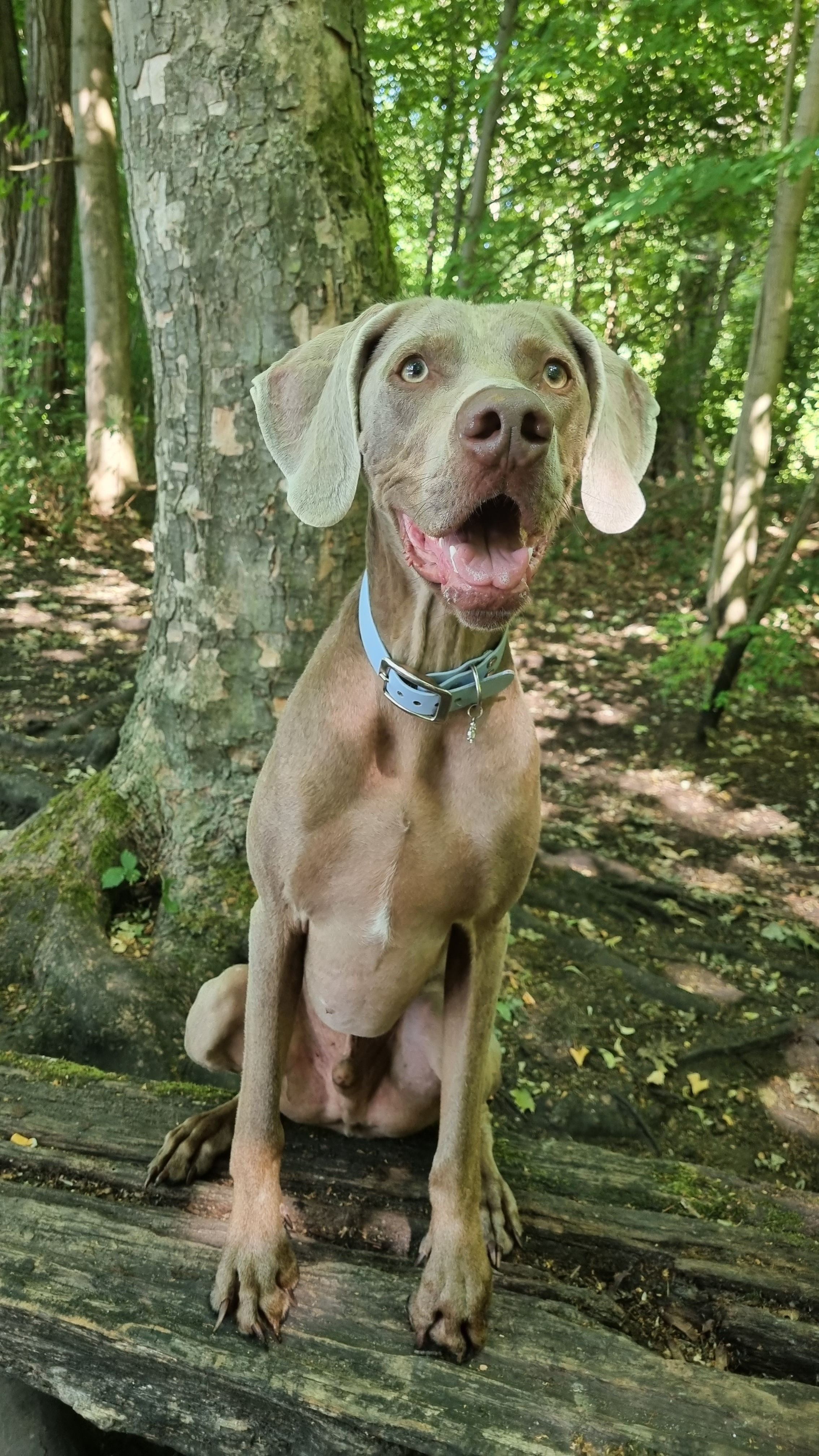 Archie 